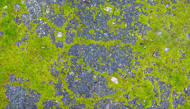 Green moss patches extensively covering a dark, weathered asphalt surface, forming natural patterns and providing a vibrant organic background texture