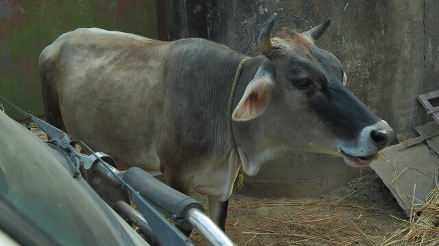 Close-up portrait of a gray cow standing on the street and looking directly at the camera. Sacred animal in India, rural life and traditional culture concept.