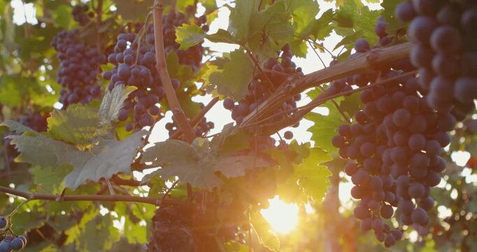 Dolly shot of ripe blue grapes with sunbeams in the background