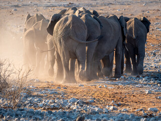 Herd of elephants on the move, kicking up a lot of dust. Taken in Etosha National Park.