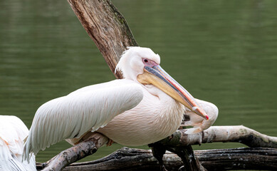 Whte Pelican