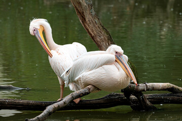 White pelicans  Perched on a Branch