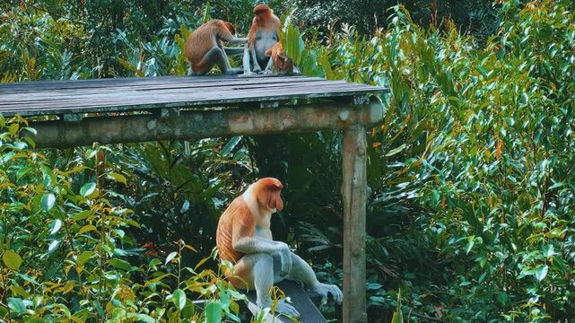 The proboscis monkey (kahau) lives in the Labuk Bay Nature Reserve on the island of Borneo. The long-nosed monkeys rest in the shade of the trees, squatting against the foliage. Kalimantan. Malaysia.
