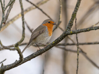 Fototapeta premium Portrait of a Robin in front of a dreamy December Background. High quality photo