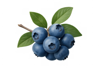 Fresh blueberries on a branch with green leaves, ripe raw berries offering healthy sweet fruit snacks