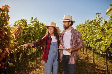 A couple inspects grapevines in their vineyard, discussing the quality of grapes while preparing for the harvest. The scene captures their dedication to the family wine business.