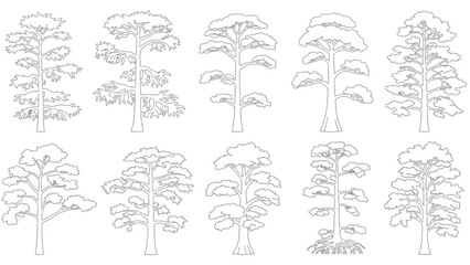Collection of various coniferous and deciduous trees in a black and white sketch © Tm Studio