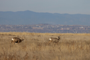 Fototapeta premium Mule Deer Buck and Doe During the Rut in Atuumn in Colorado