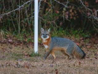 Gray fox in North Carolina grassy area