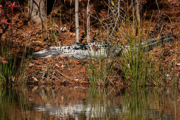American alligator lying in a swamp pond
