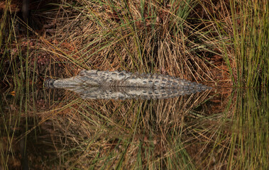 American alligator lying in a swamp pond

