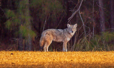 Eastern coyote in a North Carolina grassy area