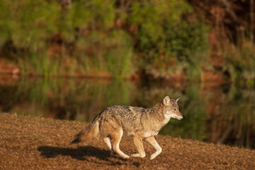 Eastern coyote in a North Carolina grassy area