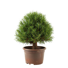 Small Green Tree in a Brown Pot Perfect for Indoor Decoration and Gardening Enthusiasts