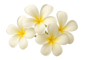 Naklejka premium Frangipani flowers blooming, white petals with yellow centers creating a tropical, serene, and fragrant botanical design element