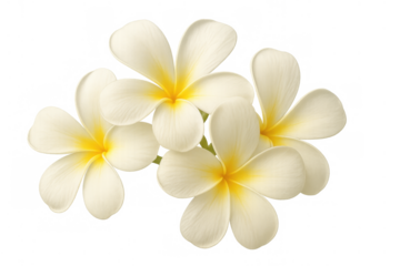 Frangipani flowers blooming, white petals with yellow centers creating a tropical, serene, and fragrant botanical design element