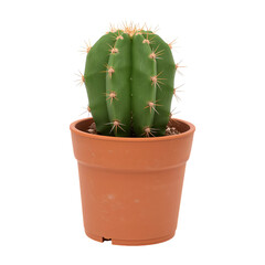 Green Cactus in a Terracotta Pot Brightens up Indoor Space During Daylight Hours