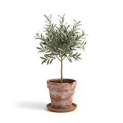 Small olive tree in terracotta pot