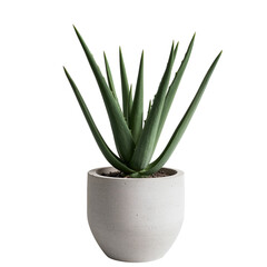 Stylish Green Plant in a Simple Concrete Pot Adds Charm to Any Indoor Space