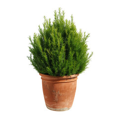 Potted Rosemary Plant With Lush Green Foliage Placed in a Clay Pot on a Neutral Background