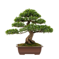 Beautiful Bonsai Tree in a Brown Pot With Lush Green Leaves Showcasing Fine Art of Cultivation