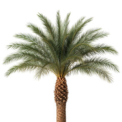 Majestic Palm Tree Standing Tall Against a Clear Sky in a Tropical Setting