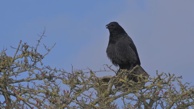 Carrion Crow (Corvus corone) cawing from the top of a tree. December, Kent, UK. With sound