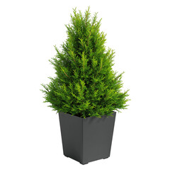 Lush Green Plant in Modern Pot Enhancing Home Decor in a Bright Living Space