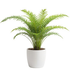 Lush Green Fern in a Modern White Pot Showcasing Indoor Plant Beauty and Freshness in Natural Decor