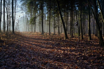 Poranek w lesie 3 © Krzysztof