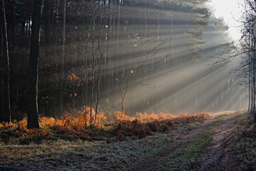 Poranek w lesie 2 © Krzysztof