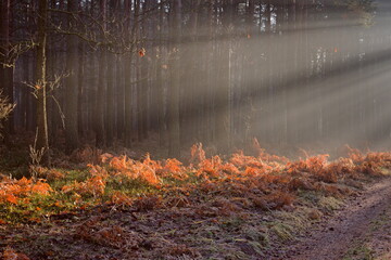 Poranek w lesie © Krzysztof