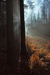 Poranek w lesie 4 © Krzysztof