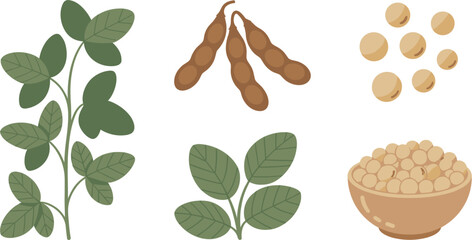 Flat Vector Illustration of Soybeans in Pods with Green Leaves and Bowl of Dried Seeds
