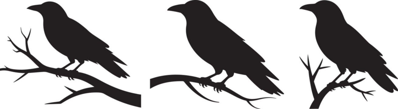 Silhouettes of three crows on branches Vector