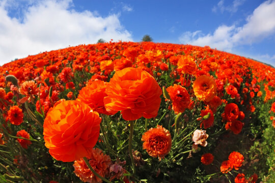 Picturesque field of flowers, photographed a lens " Fish eye"