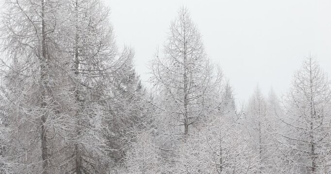 Snowy textured winter surface with icy pine tree patterns ,Italy