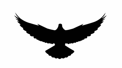 Obraz premium eagle in flight