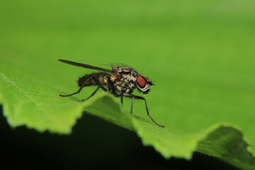 Naklejka premium macro photo of housefly facing back 