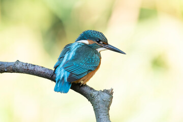 Zimorodek, kolorowy ptak siedzący na suchej gałęzi