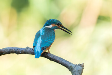 Zimorodek siedzący na gałęzi 