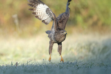 Myszołów, ptak w locie © M