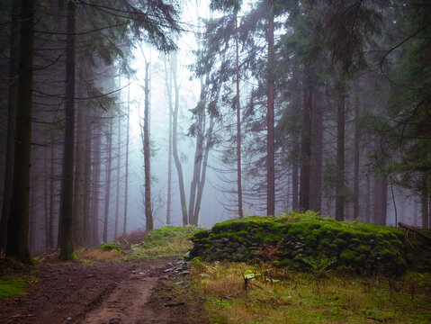 Mysterious foggy forest