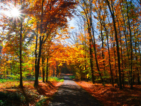 Forest in autumn day with trees, branches, tree trunks colorful foliage, natural sun rays, forest road
