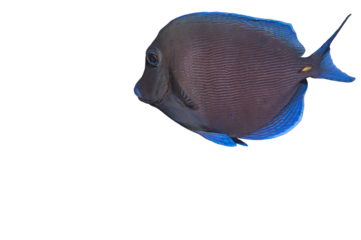 Wild Atlantic Blue Tang Acanthurus Coeruleus