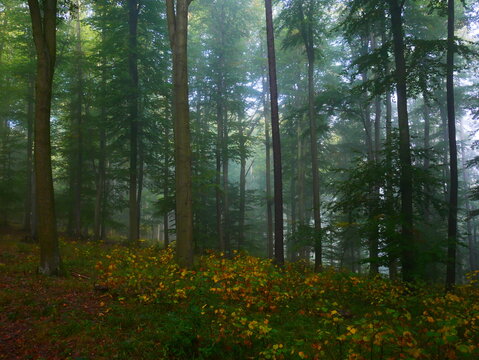 Mysterious green foggy forest during autumn day with trees