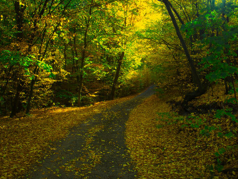 Colorful forest during autumn day with road and colorful foliage