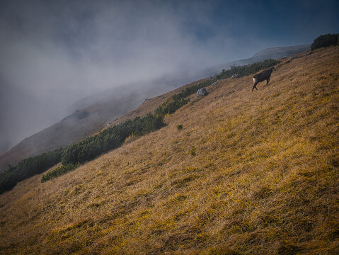 Beautiful Autumn day on a Hohe Veitsch mountain in Alps