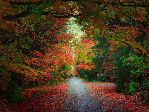 Colorful forest during autumn day with road and colorful foliage