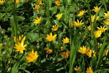 field of yellow flowers
